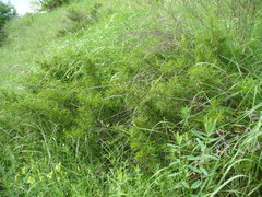 Rhamnus erythroxyloides