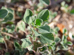 Angiospermae