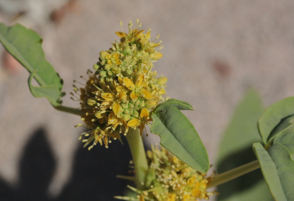 Spiny Caper (Oxystylis lutea) - Botanical Realm