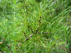 Rhamnus erythroxyloides