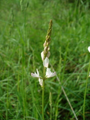 Onobrychis petraea