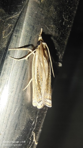 Ancylolomia japonica