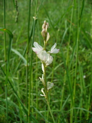 Onobrychis petraea