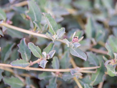 Atriplex semibaccata