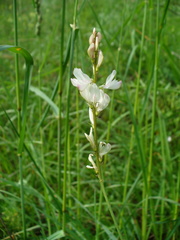 Onobrychis petraea