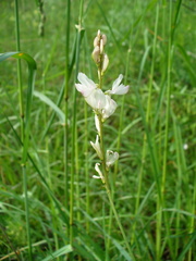 Onobrychis petraea