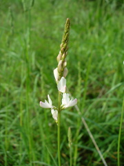 Onobrychis petraea