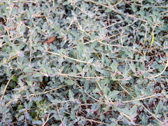 Atriplex semibaccata