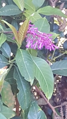 Palicourea angustifolia