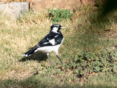 Grallina cyanoleuca