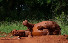 Ceratotherium simum