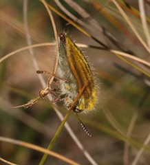 Neojulodis hirta