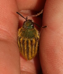 Neojulodis hirta