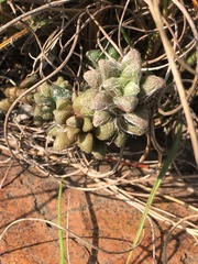 Anacampseros subnuda