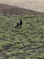 Corvus cornix