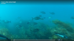 Nemadactylus macropterus