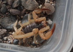 Smeringurus vachoni