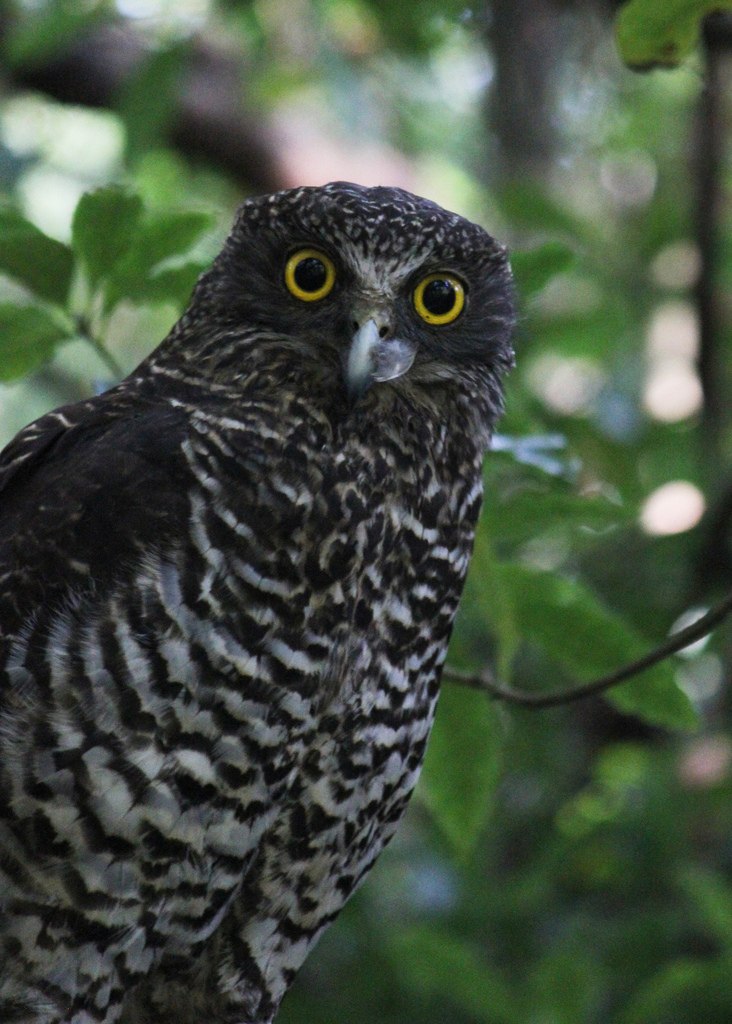 Powerful Owl in January 2014 by Matt Campbell · iNaturalist