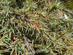 Dracophyllum pubescens