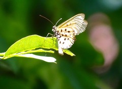 Acraea neobule neobule