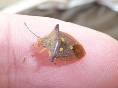 Hiarchas angularis