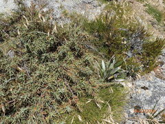 Dracophyllum pubescens