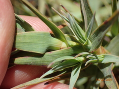 Dracophyllum pubescens