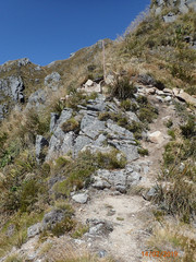 Dracophyllum pubescens