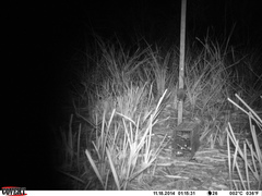 Antechinus agilis
