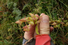 Halenia corniculata, photograph Aleksei Baushev, CC BY, iNaturalist via GBIF