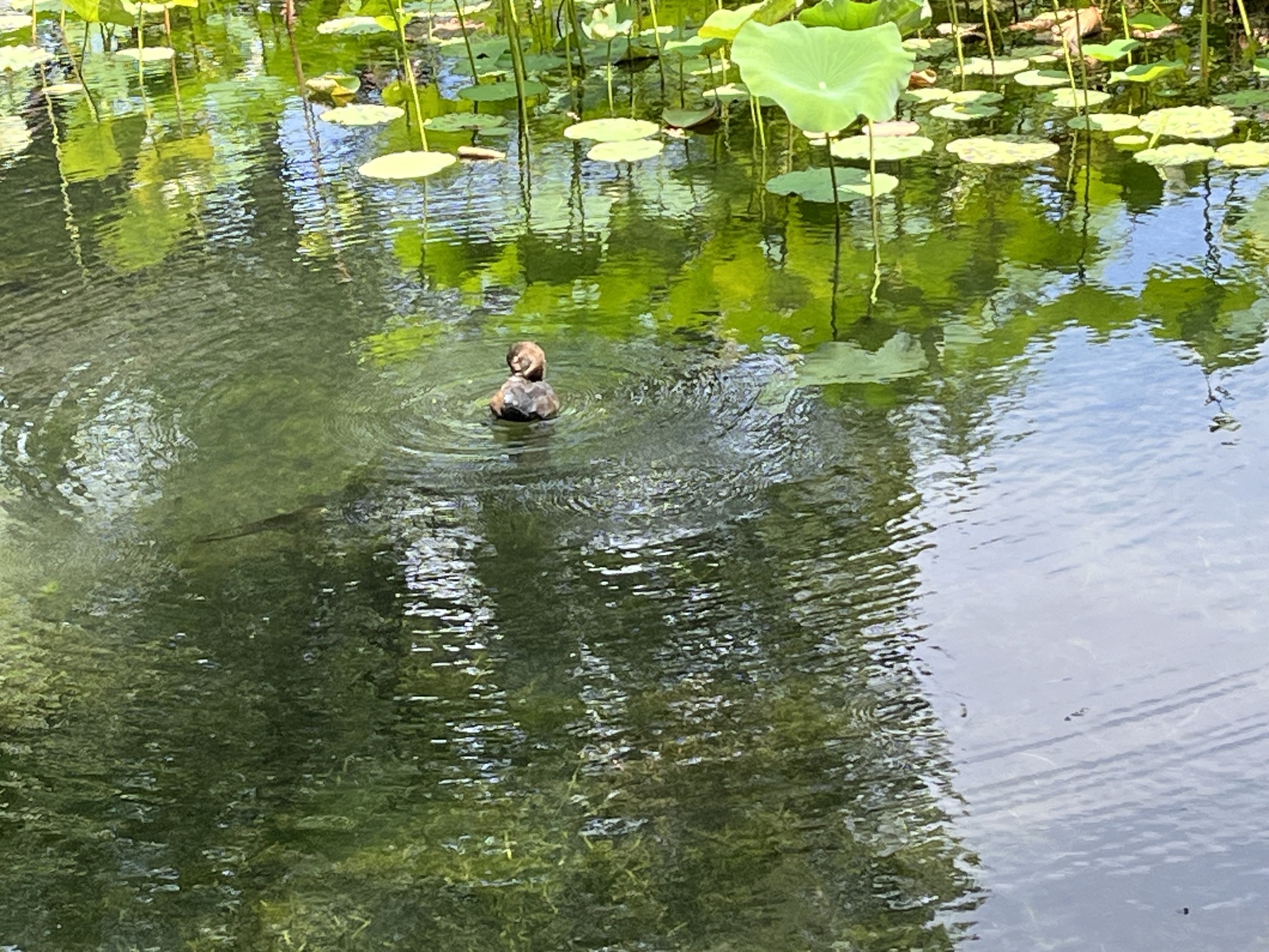 Common Pochard
