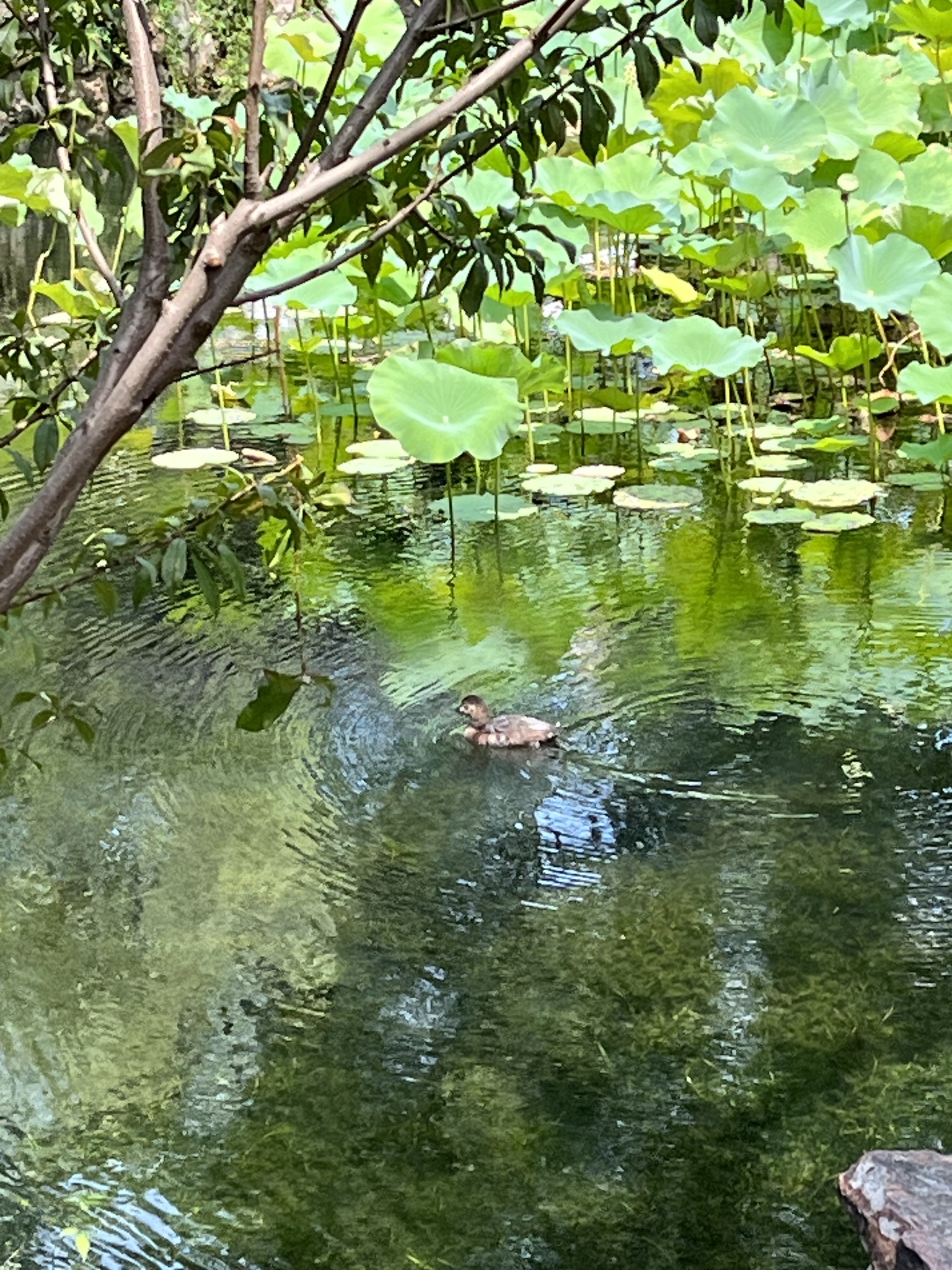 Common Pochard