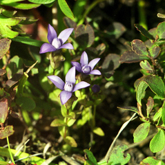 Gentianella auriculata