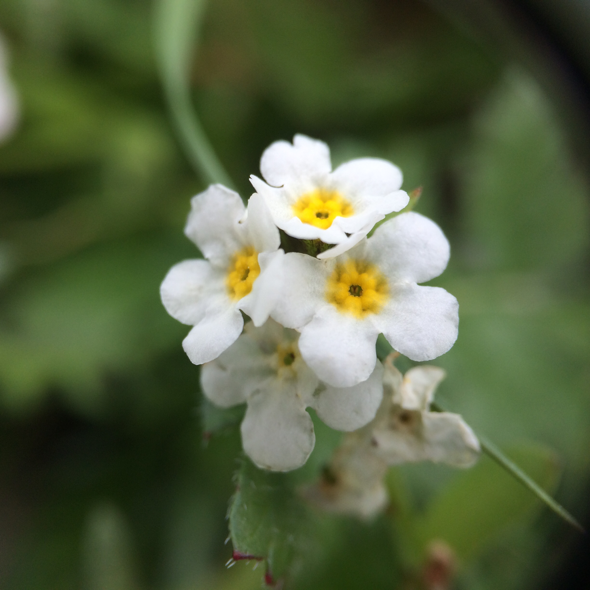 Plagiobothrys chorisianus var. chorisianus