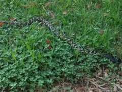 Hemachatus haemachatus