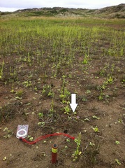 Lysimachia tenella