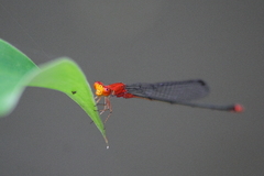 Pseudagrion pilidorsum declaratum