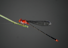Pseudagrion pilidorsum declaratum