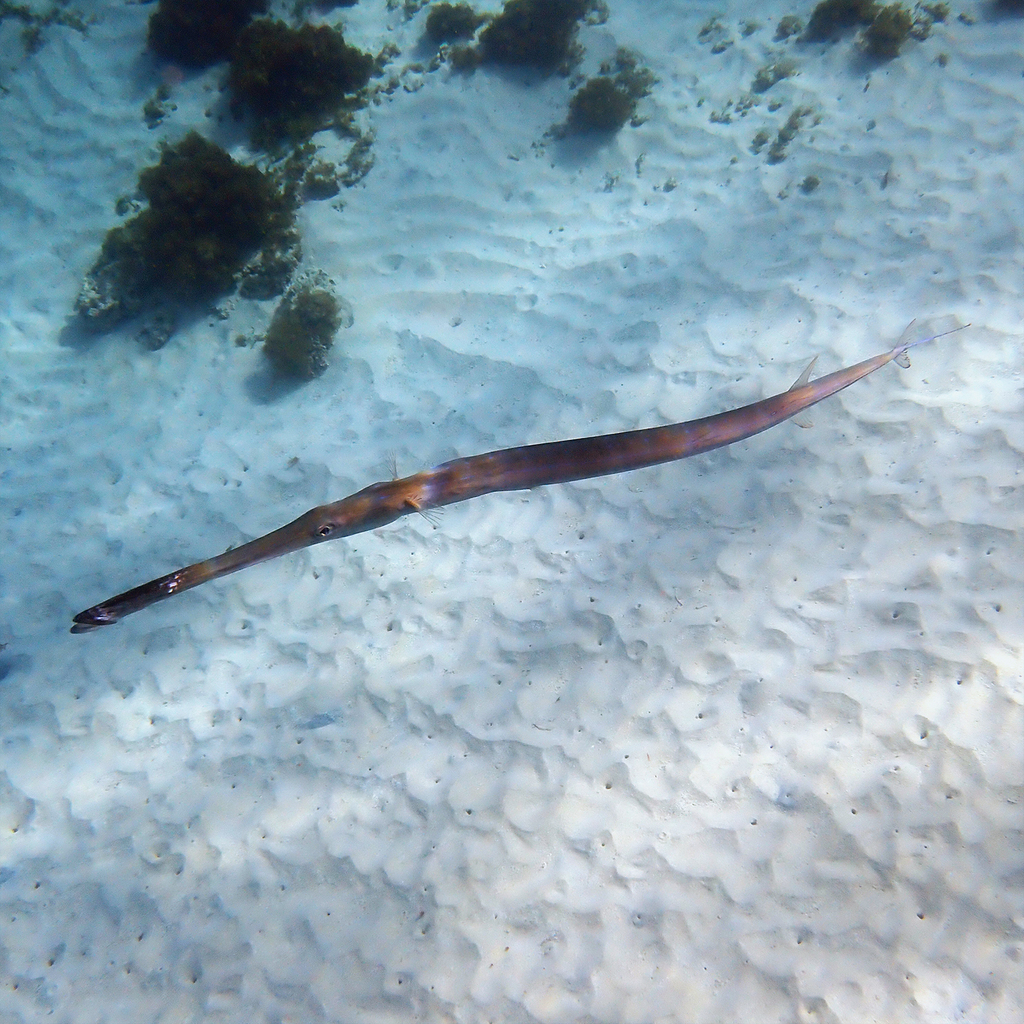 Bluespotted cornetfish