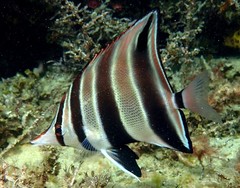 Chelmonops curiosus