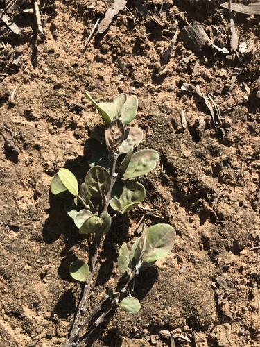 bonewood (Macropteranthes leichhardtii)