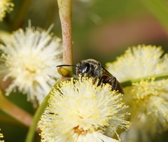 Lasioglossum peraustrale