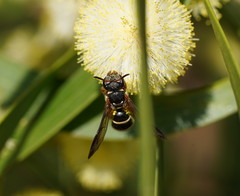 Lasioglossum peraustrale