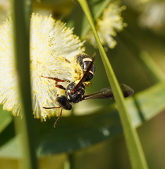 Lasioglossum peraustrale
