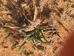 Ledebouria luteola