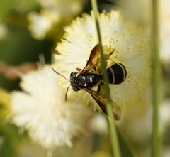 Lasioglossum peraustrale