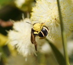 Lasioglossum peraustrale