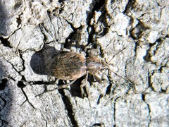 Elytrodon bidentatus