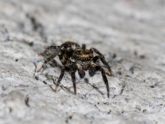 Pseudeuophrys obsoleta