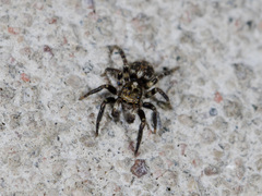 Pseudeuophrys obsoleta